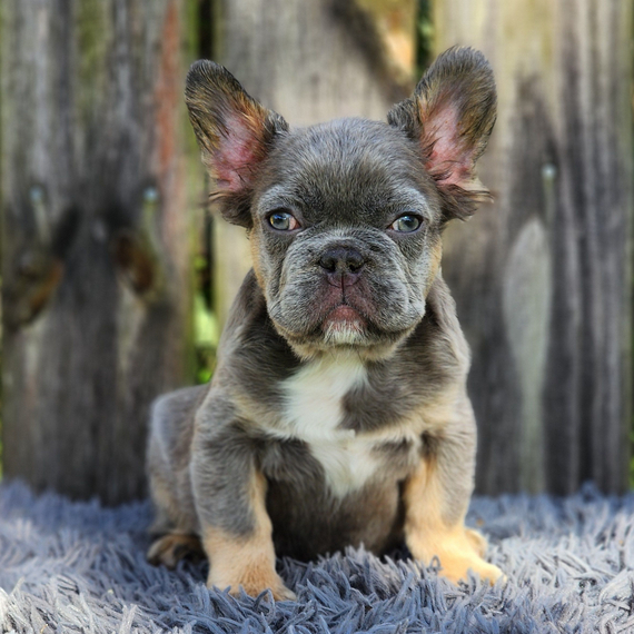 Buy French Bulldogs Online in USA